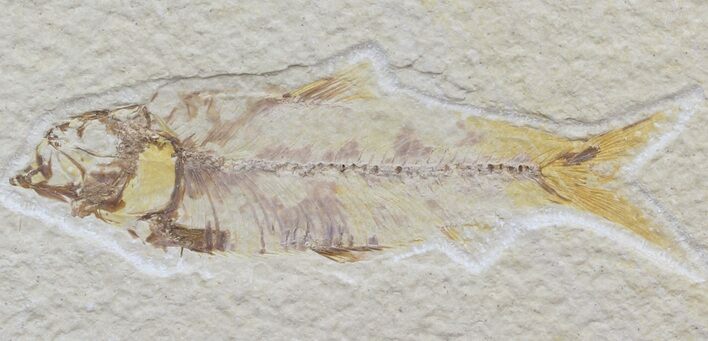 Bargain Knightia Fossil Fish - Wyoming #42436